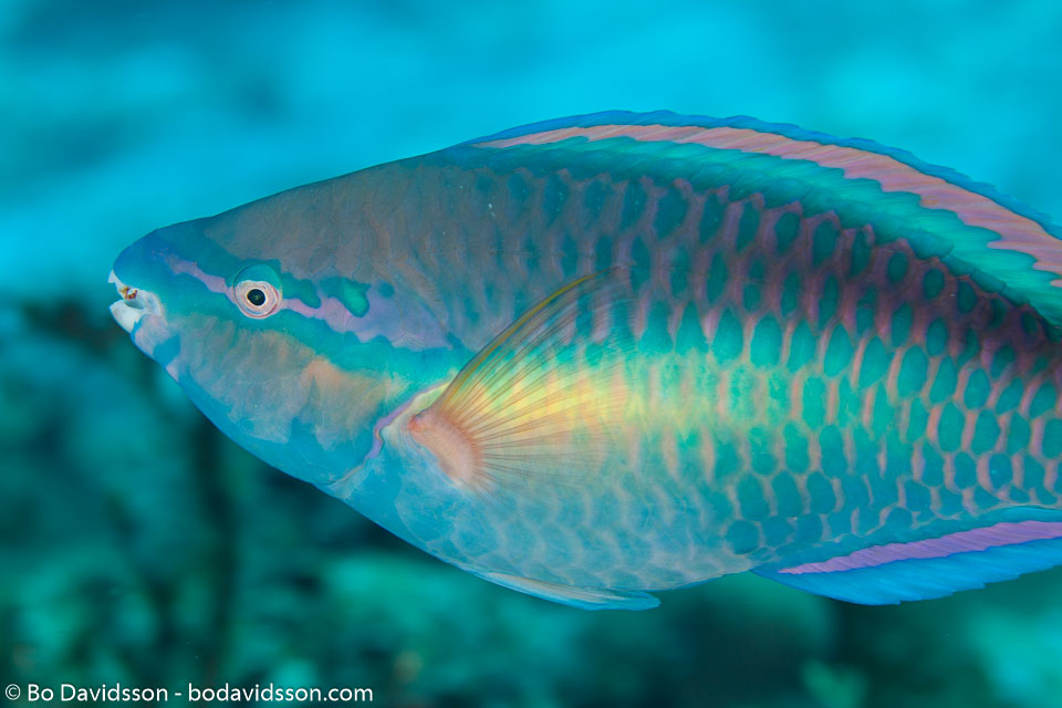 BD-101208-Cozumel-2868-Scarus-taeniopterus.-Lesson.-1829-[Princess-parrotfish].jpg
